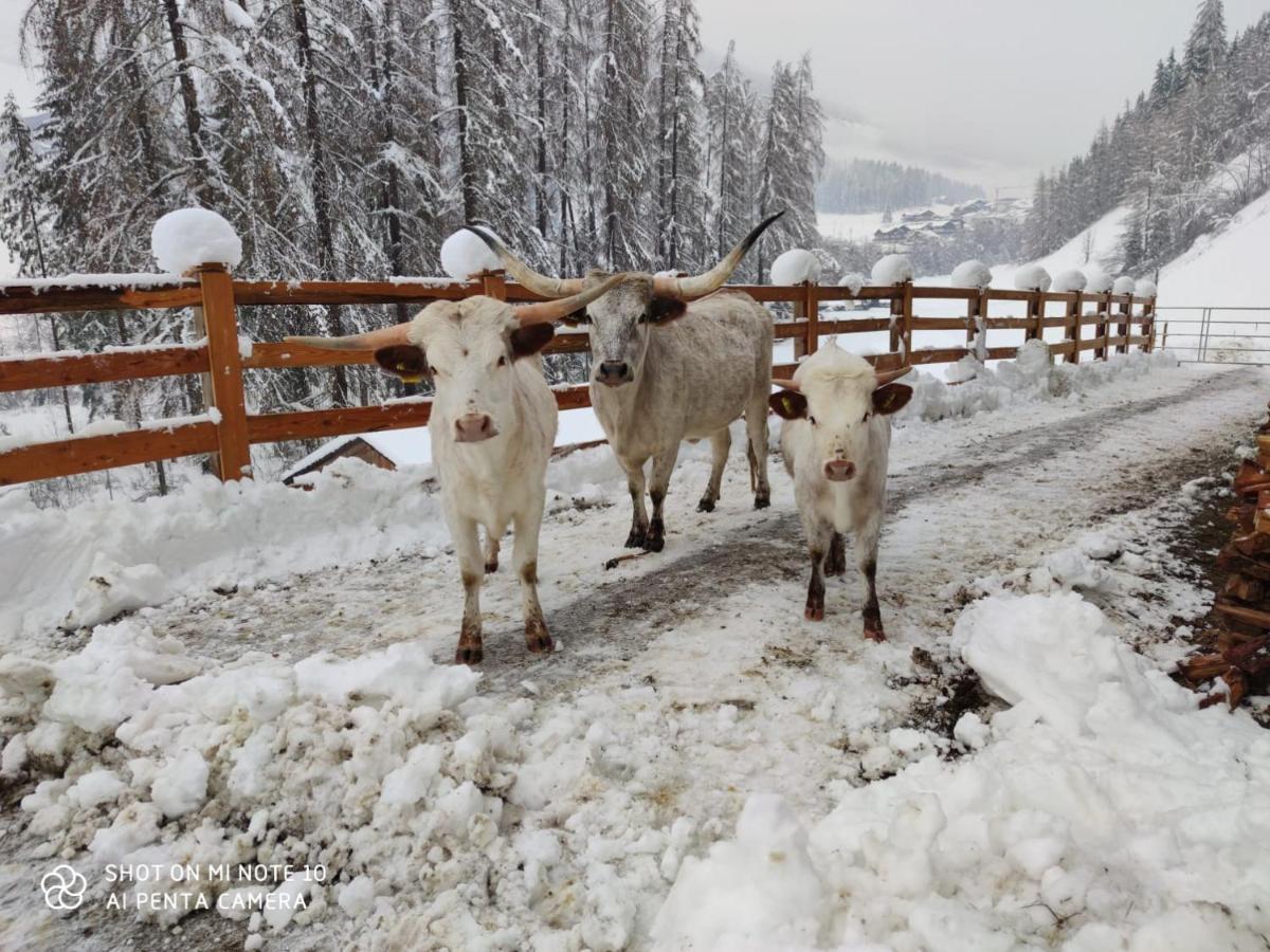 Texas Longhorn Ranch Neumannhof Διαμέρισμα Cadipietra Εξωτερικό φωτογραφία